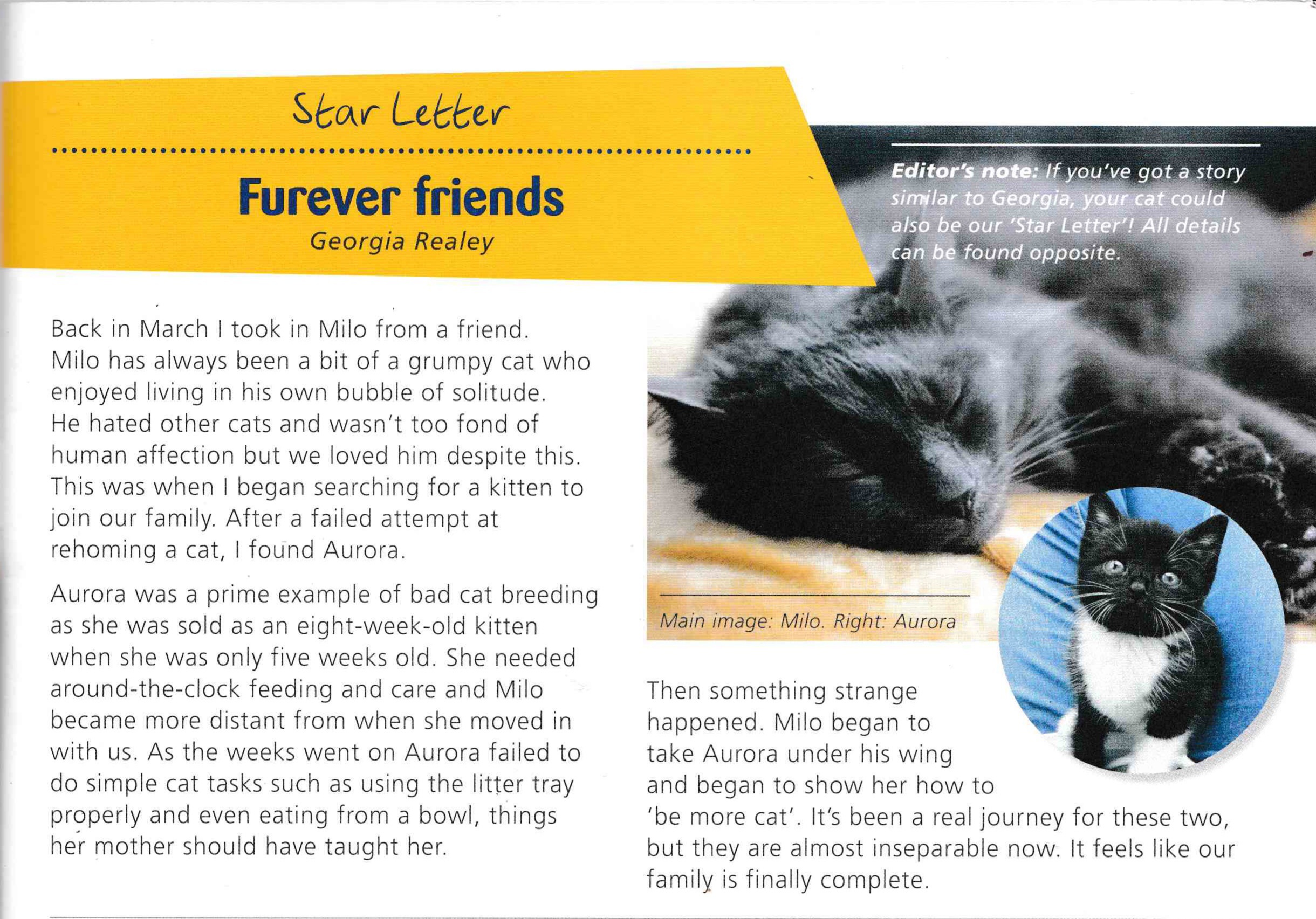 Cats Protection The Cat Winter 2020 Edition